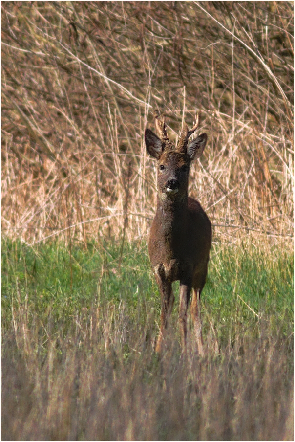 Srnec obecný  ( Capreolus  capreolus )