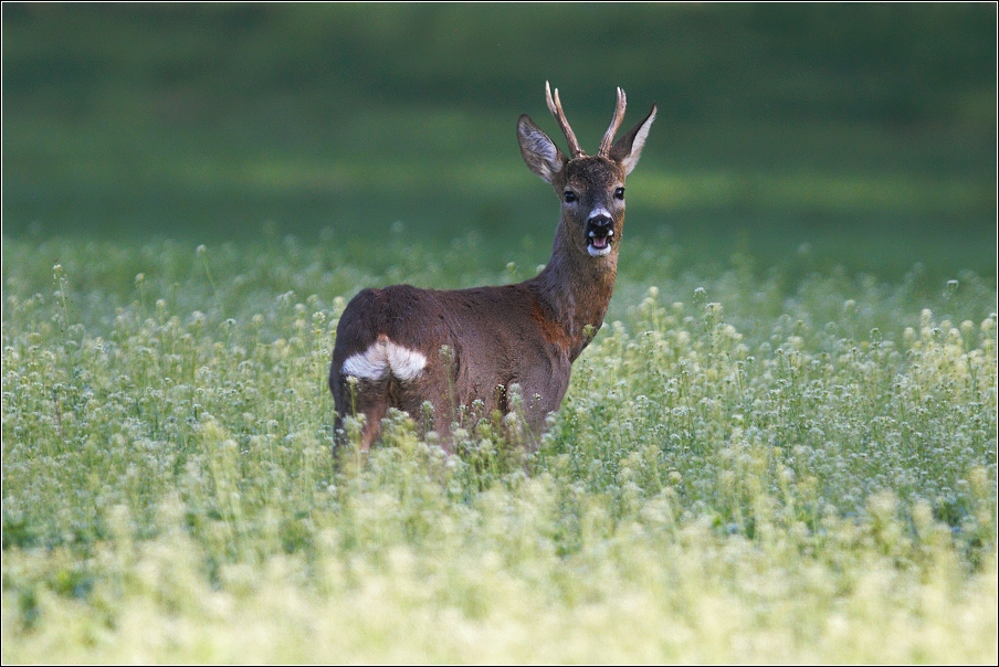 Srnec obecný  ( Capreolus  capreolus )