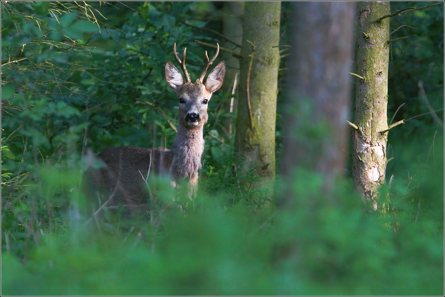 Srnec obecný  ( Capreolus  capreolus )