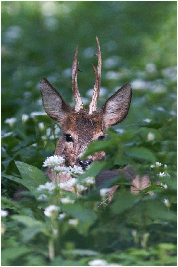 Srnec obecný  ( Capreolus  capreolus )