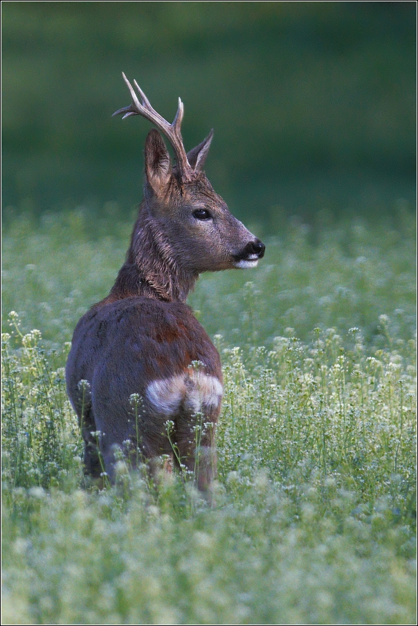 Srnec obecný  ( Capreolus  capreolus )