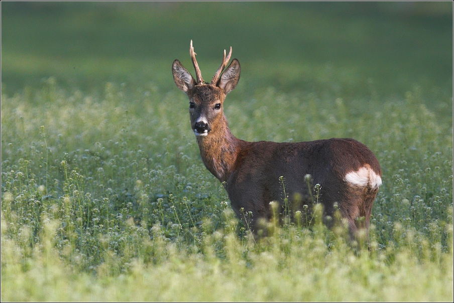 Srnec obecný  ( Capreolus  capreolus )