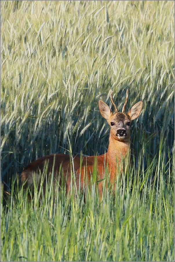 Srnec obecný  ( Capreolus  capreolus )