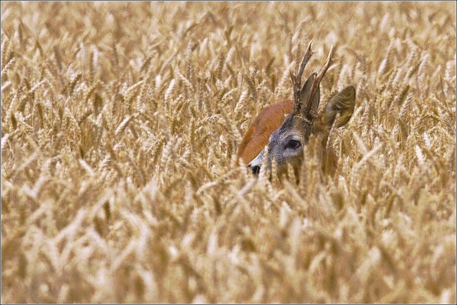 Srnec obecný  ( Capreolus  capreolus )