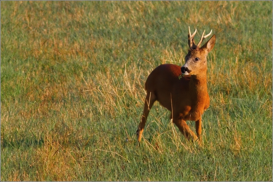 Srnec obecný  ( Capreolus  capreolus )