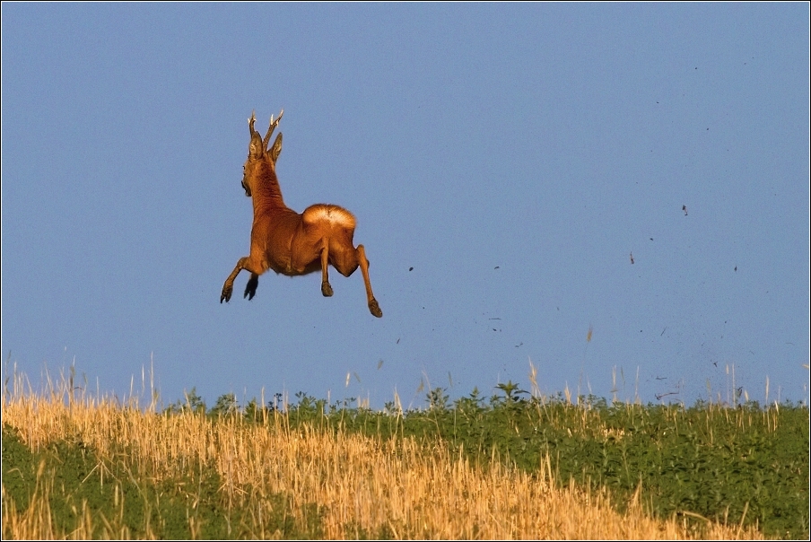 Srnec obecný  ( Capreolus  capreolus )