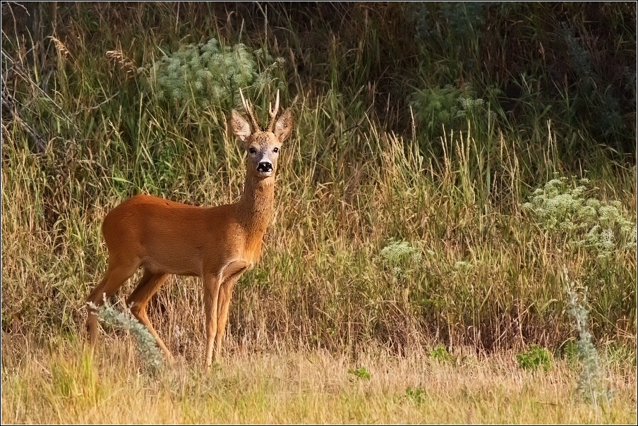 Srnec obecný  ( Capreolus  capreolus )