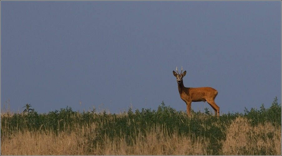 Srnec obecný  ( Capreolus  capreolus )