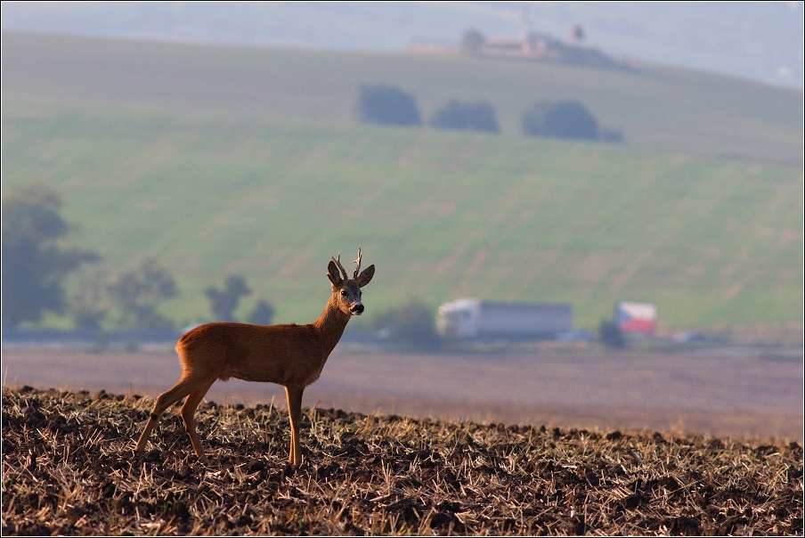 Srnec obecný  ( Capreolus  capreolus )