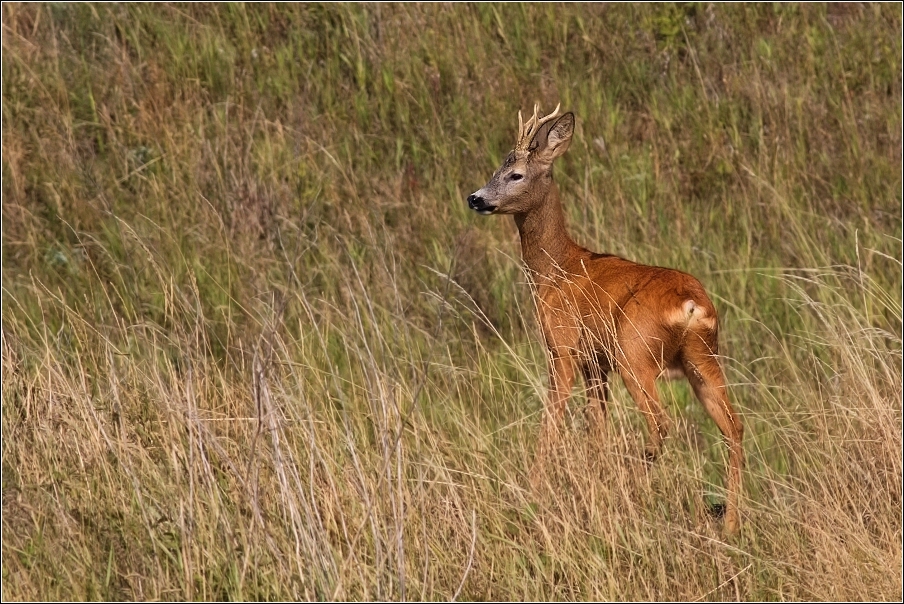 Srnec obecný  ( Capreolus  capreolus )