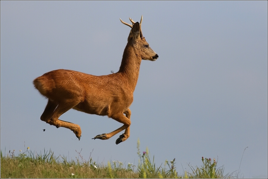 Srnec obecný  ( Capreolus  capreolus )