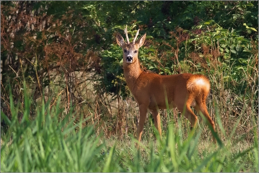 Srnec obecný  ( Capreolus  capreolus )