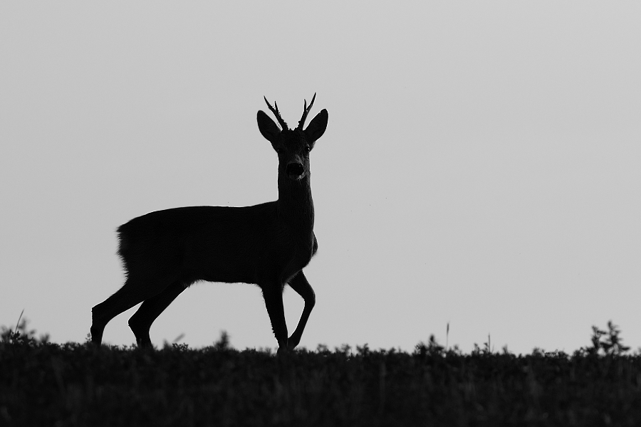 Srnec obecný  ( Capreolus  capreolus )