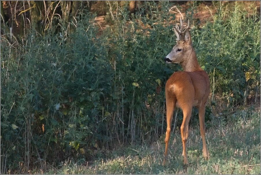 Srnec obecný  ( Capreolus  capreolus )