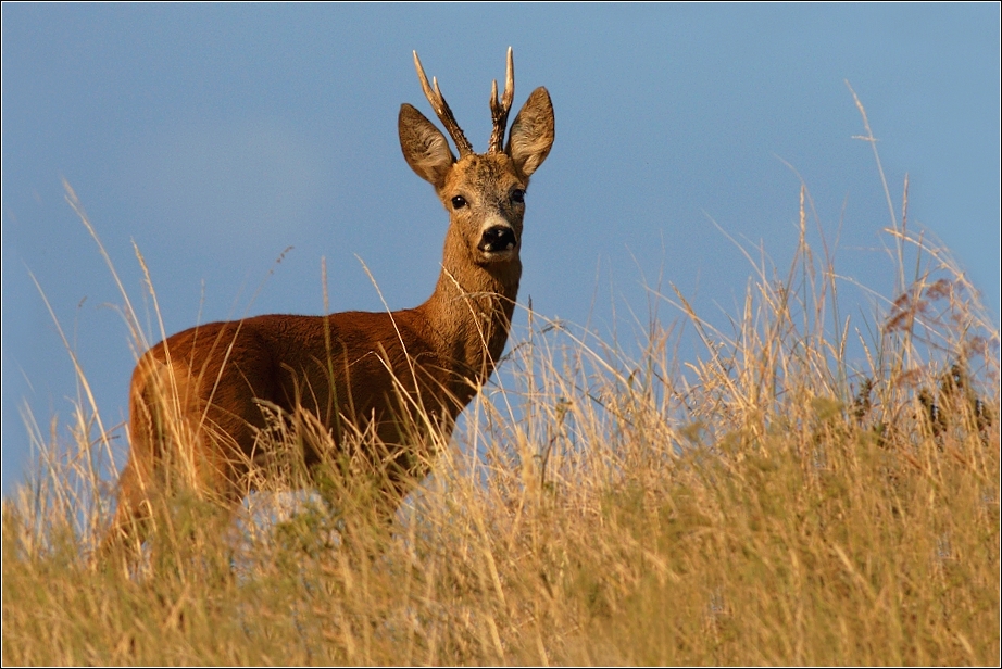 Srnec obecný  ( Capreolus  capreolus )