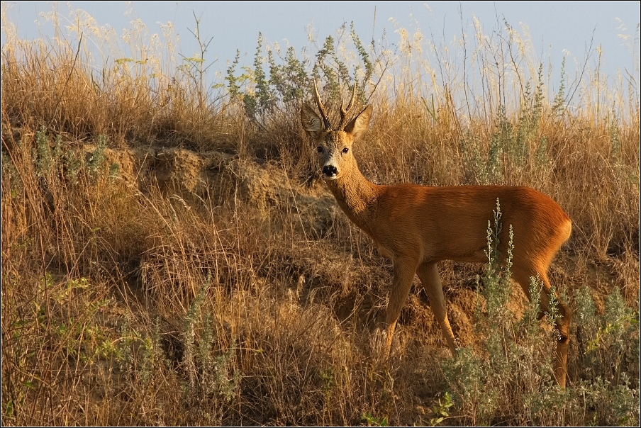 Srnec obecný  ( Capreolus  capreolus )