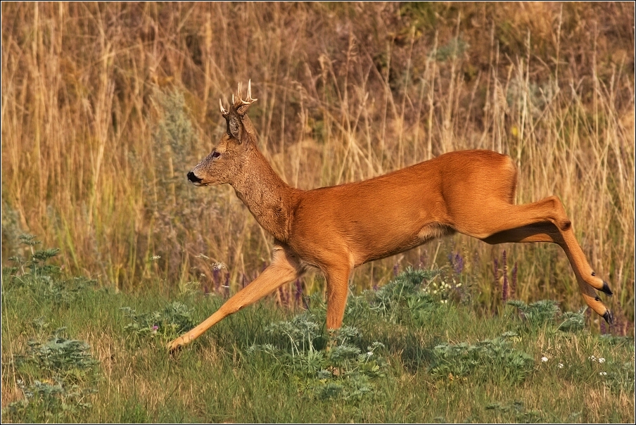 Srnec obecný  ( Capreolus  capreolus )