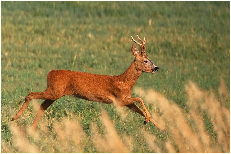 Srnec obecný  ( Capreolus  capreolus )