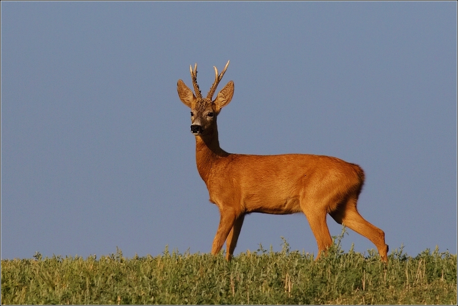 Srnec obecný  ( Capreolus  capreolus )