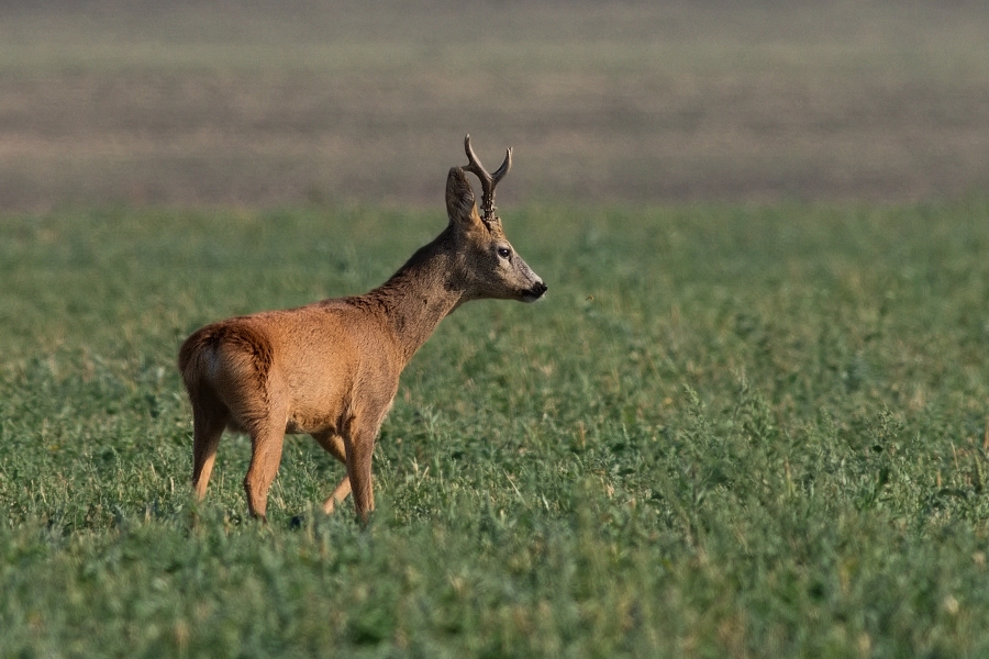 Srnec obecný  ( Capreolus  capreolus )