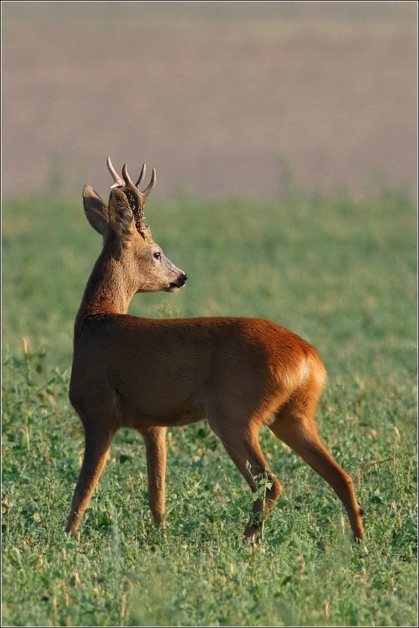 Srnec obecný  ( Capreolus  capreolus )