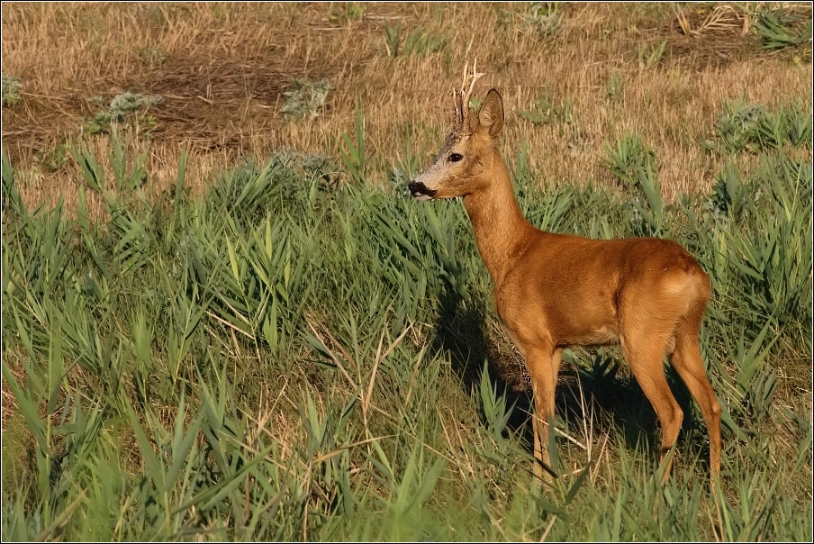 Srnec obecný  ( Capreolus  capreolus )