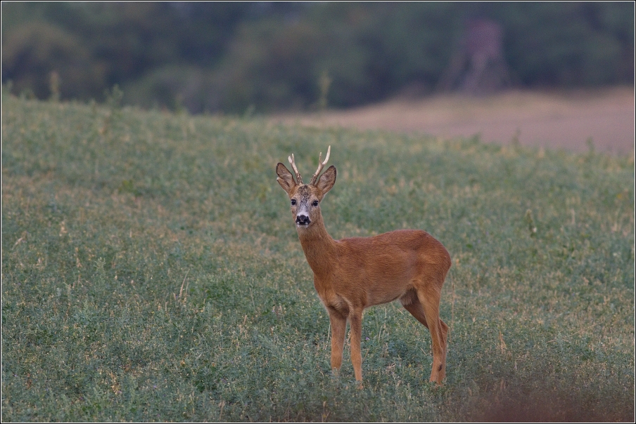 Srnec obecný  ( Capreolus  capreolus )