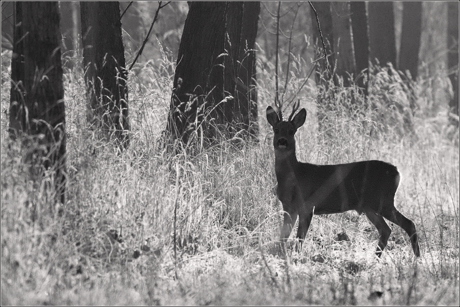 Srnec obecný  ( Capreolus  capreolus )