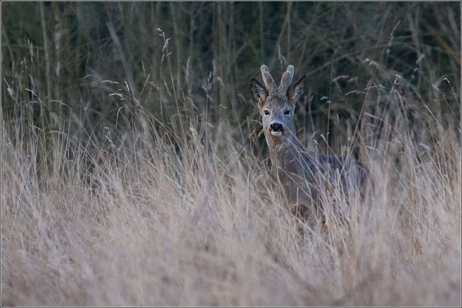 Srnec obecný  ( Capreolus  capreolus )