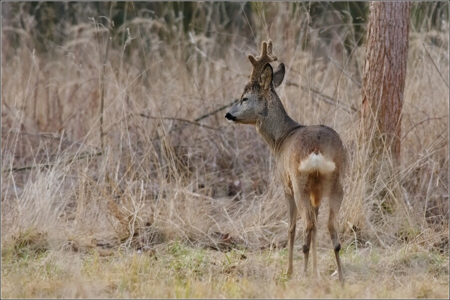 Srnec obecný  ( Capreolus  capreolus )