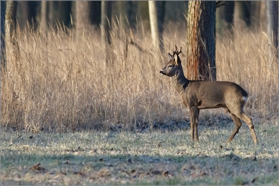 Srnec obecný  ( Capreolus  capreolus )