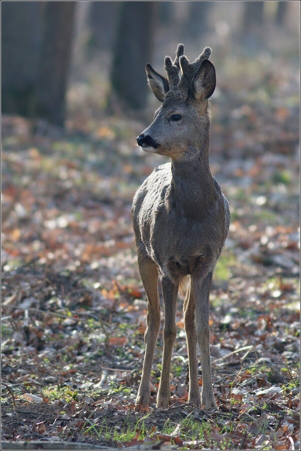 Srnec obecný  ( Capreolus  capreolus )