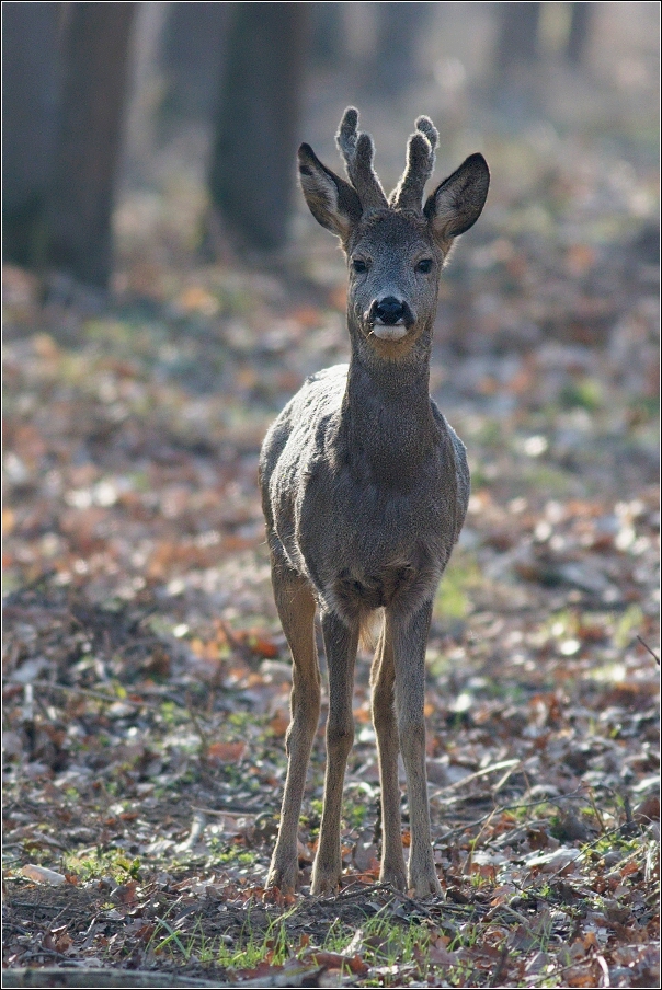 Srnec obecný  ( Capreolus  capreolus )