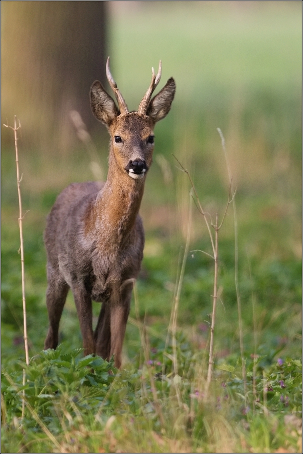 Srnec obecný  ( Capreolus  capreolus )