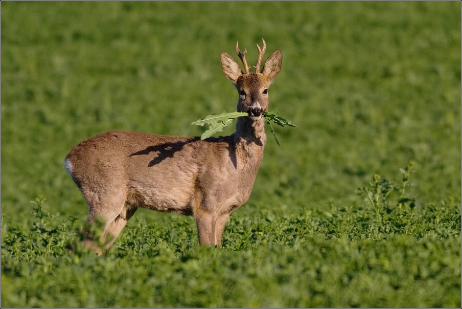 Srnec obecný  ( Capreolus  capreolus )