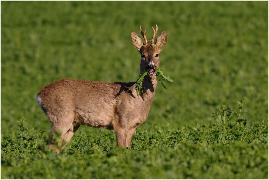 Srnec obecný  ( Capreolus  capreolus )