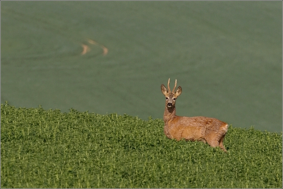 Srnec obecný  ( Capreolus  capreolus )