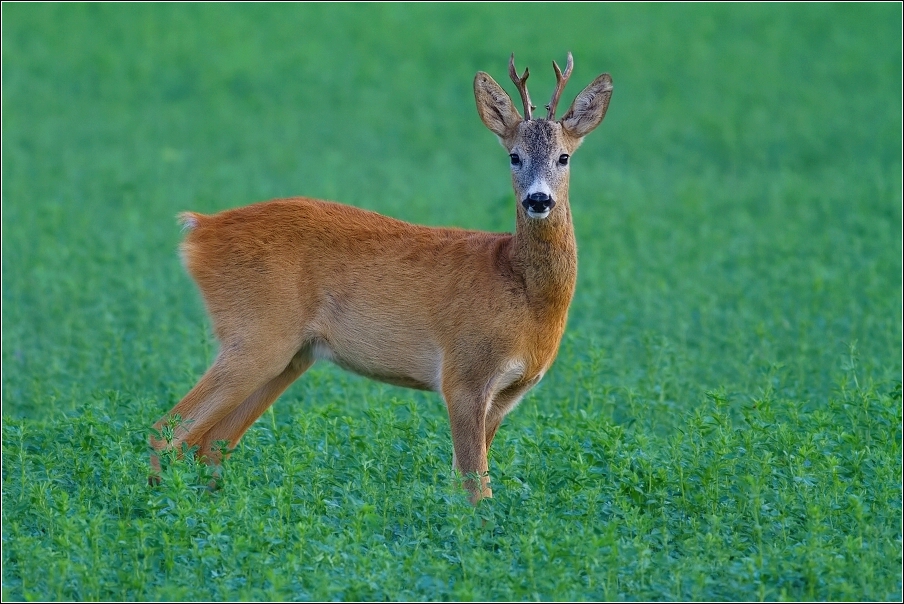 Srnec obecný  ( Capreolus  capreolus )