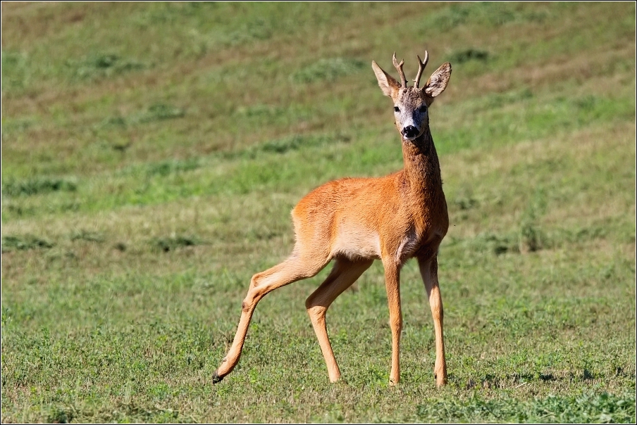 Srnec obecný  ( Capreolus  capreolus )