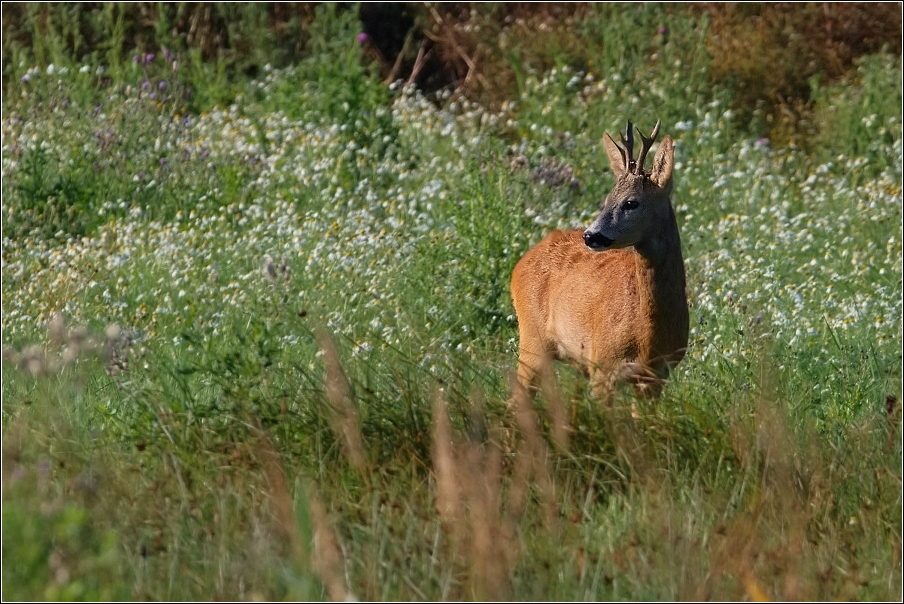 Srnec obecný  ( Capreolus  capreolus )