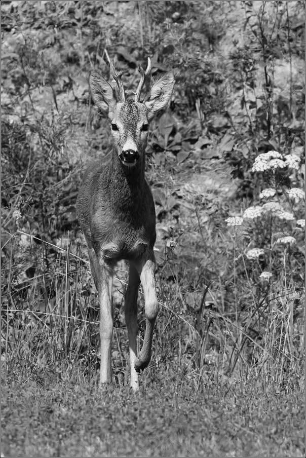 Srnec obecný  ( Capreolus  capreolus )