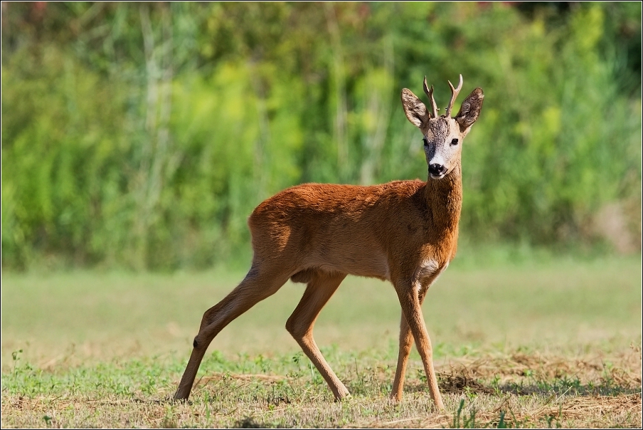 Srnec obecný  ( Capreolus  capreolus )