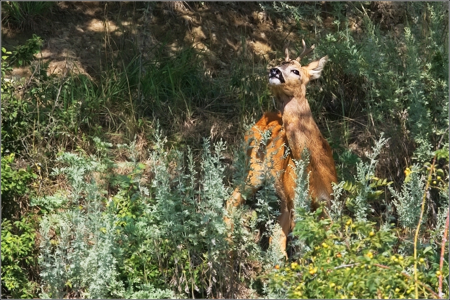 Srnec obecný  ( Capreolus  capreolus )