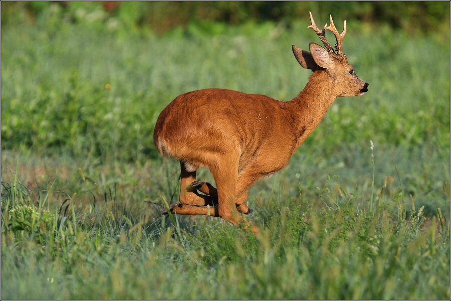 Srnec obecný  ( Capreolus  capreolus )