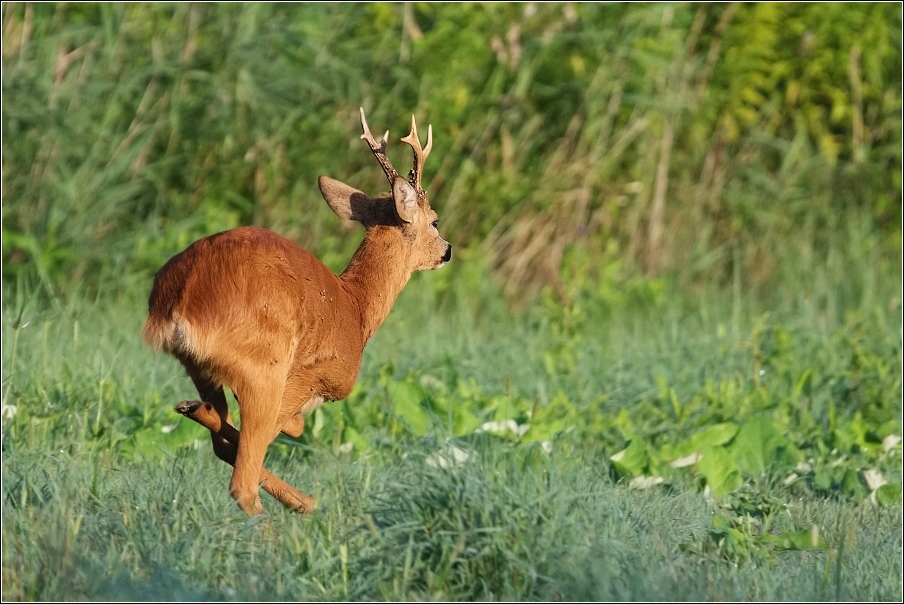 Srnec obecný  ( Capreolus  capreolus )