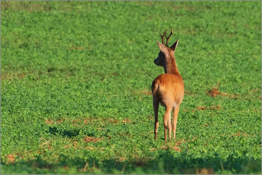 Srnec obecný  ( Capreolus  capreolus )