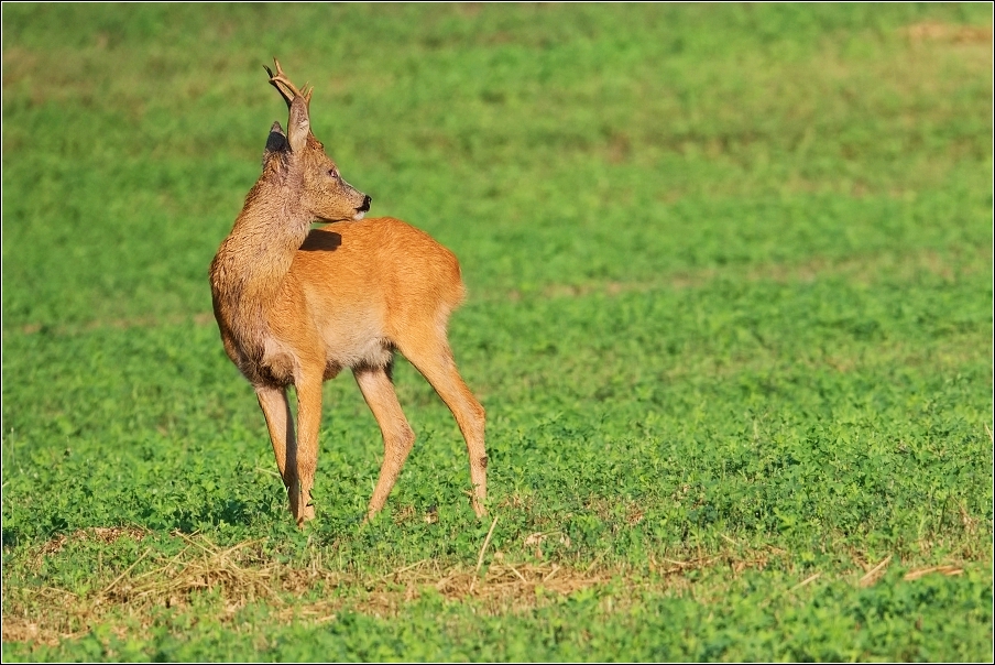 Srnec obecný  ( Capreolus  capreolus )