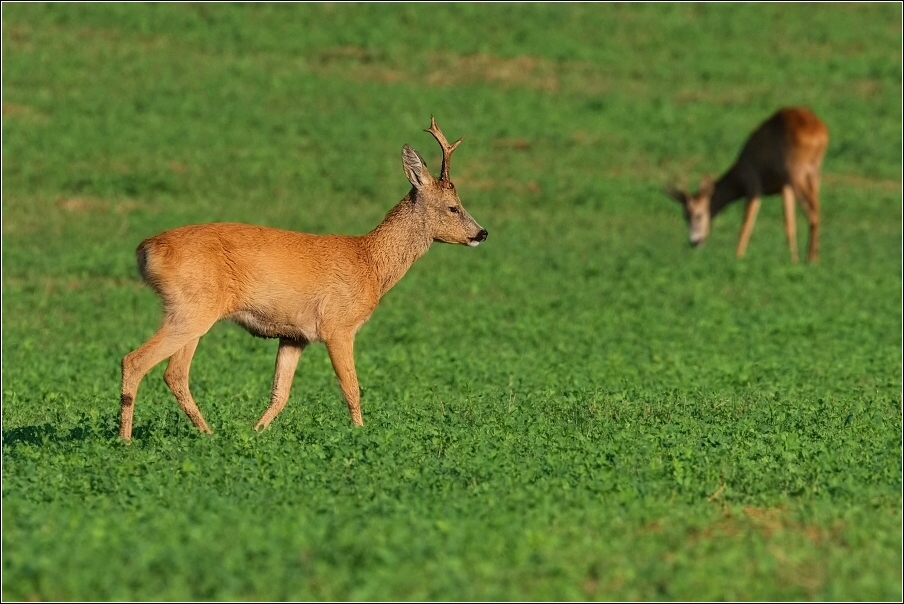 Srnec obecný  ( Capreolus  capreolus )