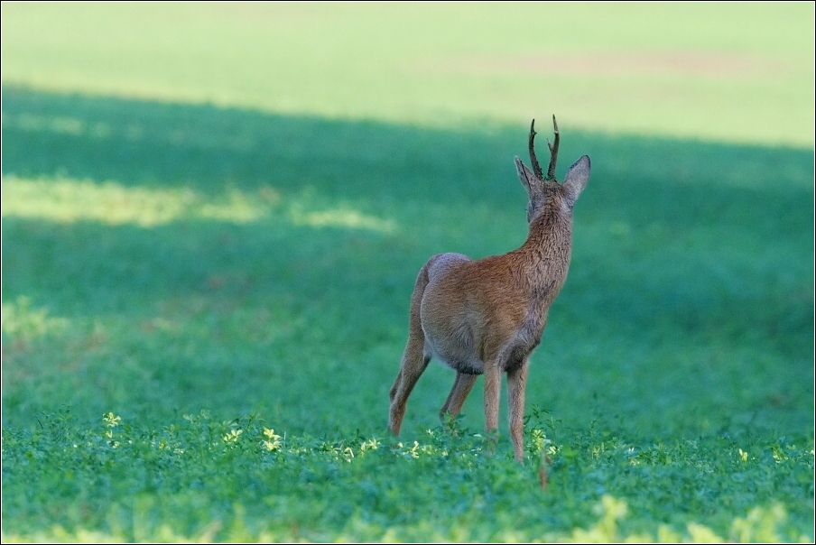 Srnec obecný  ( Capreolus  capreolus )