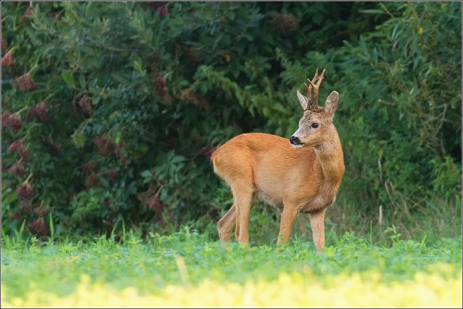 Srnec obecný  ( Capreolus  capreolus )